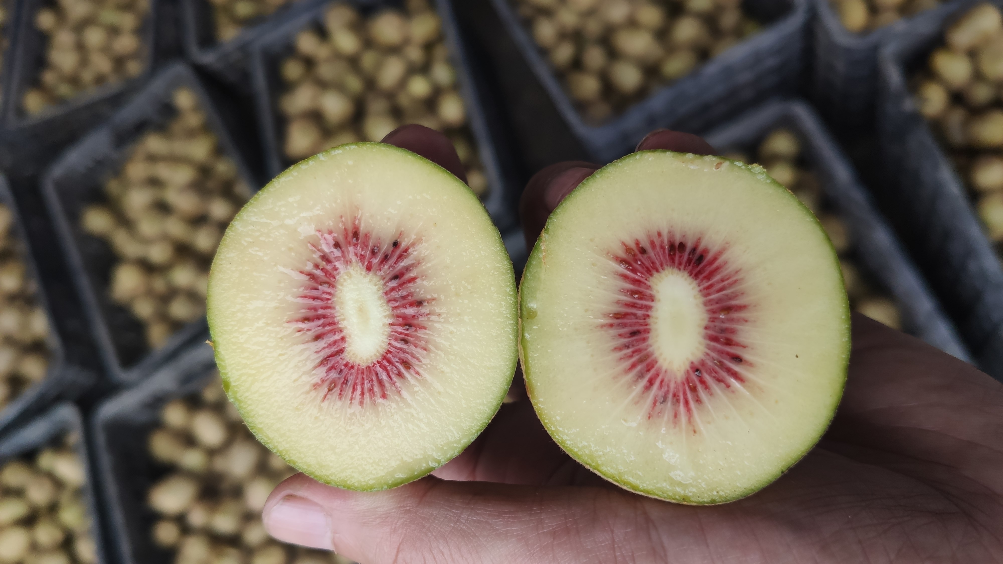 redkiwifruit