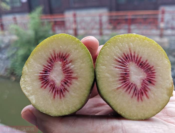 四川紅心獼猴桃