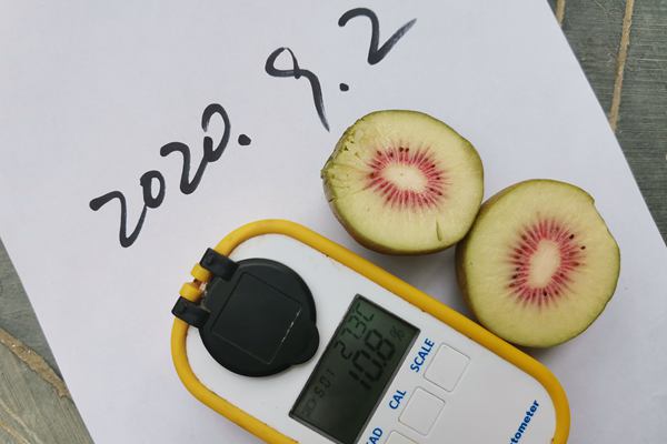 紅心獼猴桃成熟測(cè)量