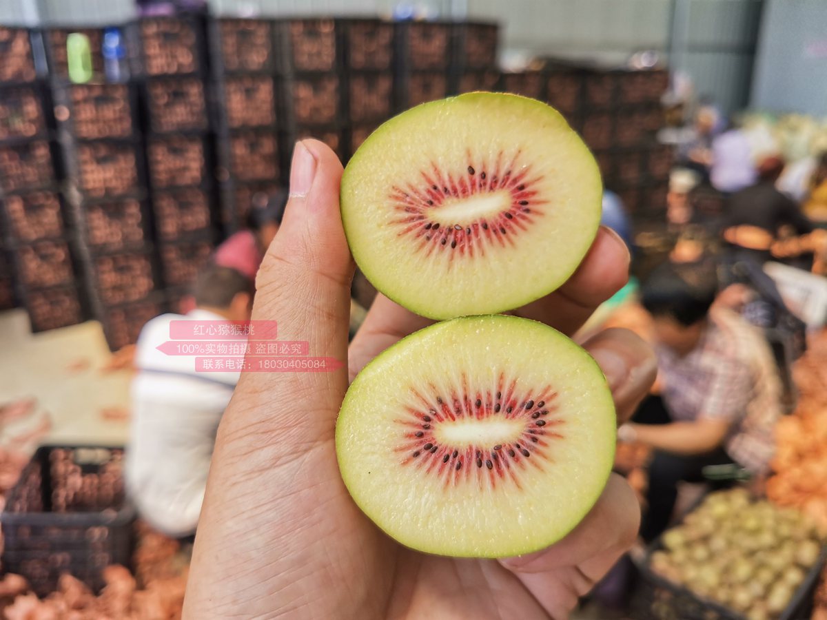 Yellow kiwifruit picking