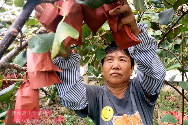 江蘇紅心獼猴桃采摘