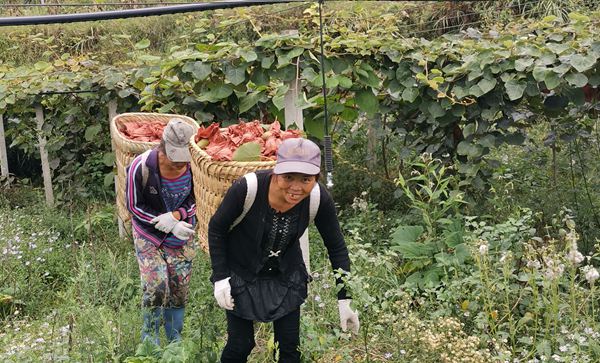 貴州貴長(zhǎng)獼猴桃采摘