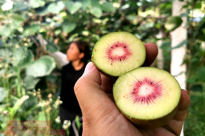 Red heart kiwi