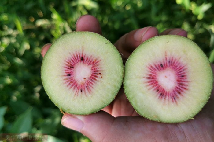 Red heart kiwifruit