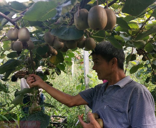 雅安獼猴桃果園照片 雅安獼猴桃果園照片