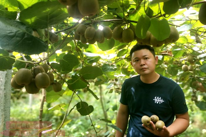 雅安獼猴桃果園照片
