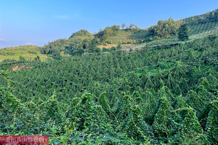 Rubyred kiwi orchard