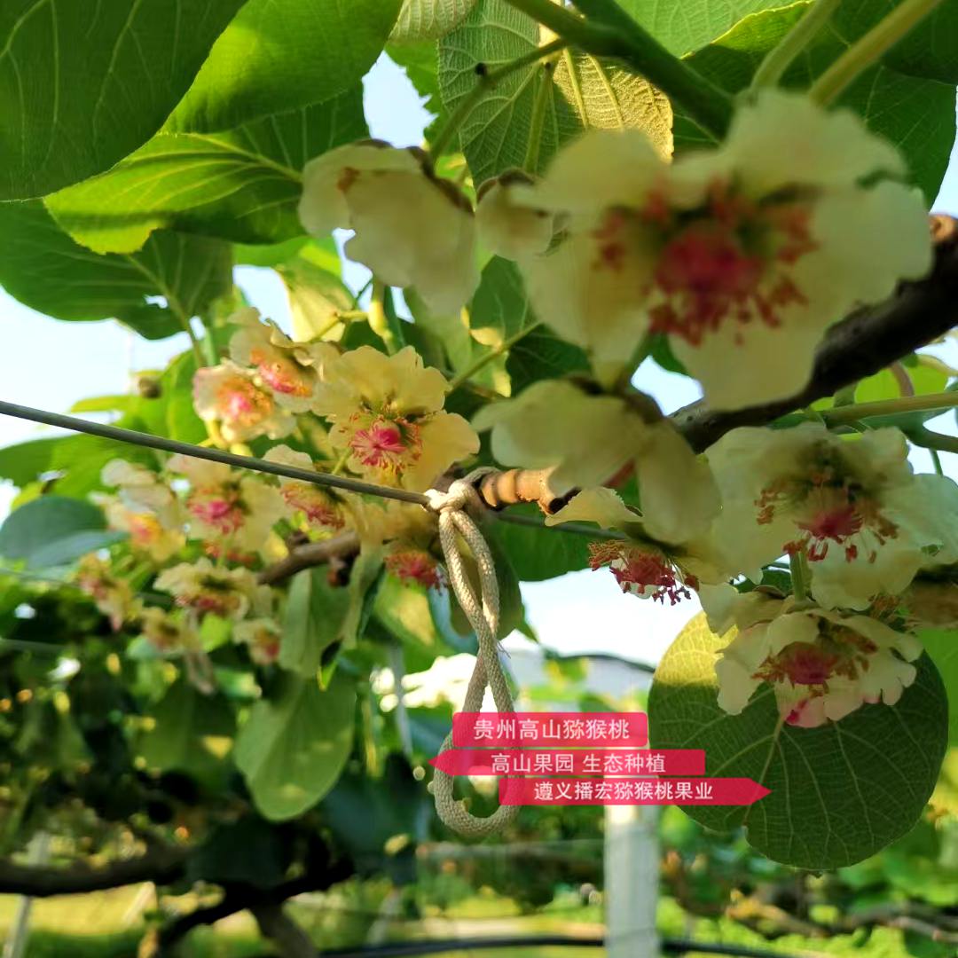 Blooming macaque peach blossoms