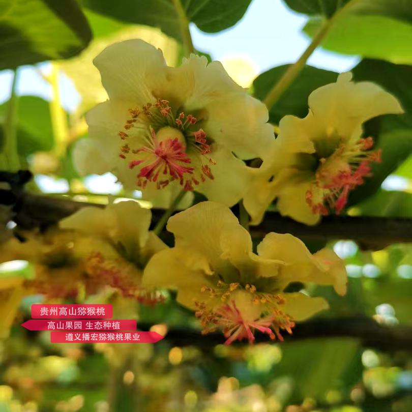 Blooming macaque peach blossoms