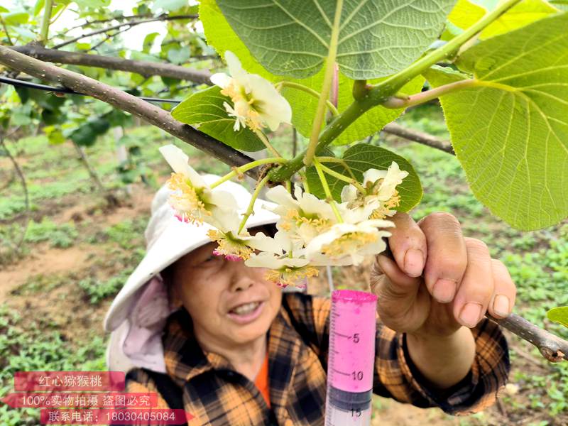 獼猴桃生產(chǎn)上大量使用人工輔助授粉