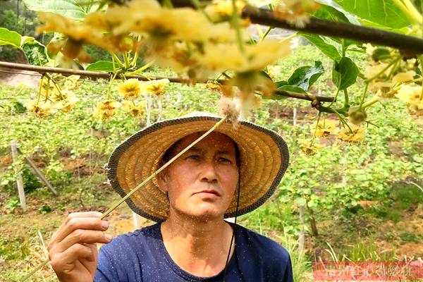 Kiwifruit pollination