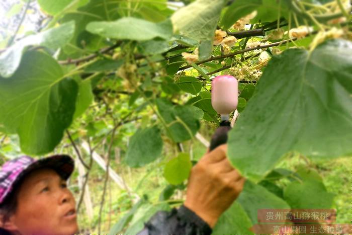 東紅獼猴桃花粉