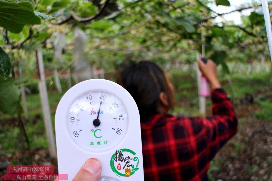 The environmental temperature during pollination has a significant impact on the fruit-setting rate of kiwifruit The environmental temperature during pollination has a significant impact on the fruit-setting rate of kiwifruit