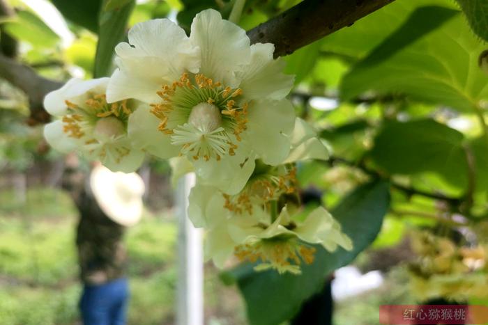 Kiwi pollination