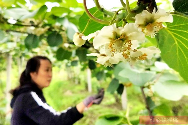 獼猴桃花粉批發(fā)零售價格多少錢一克買到