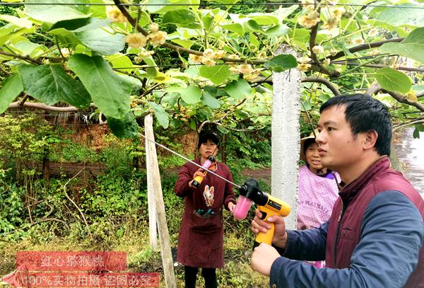 陽(yáng)光金果獼猴桃花粉