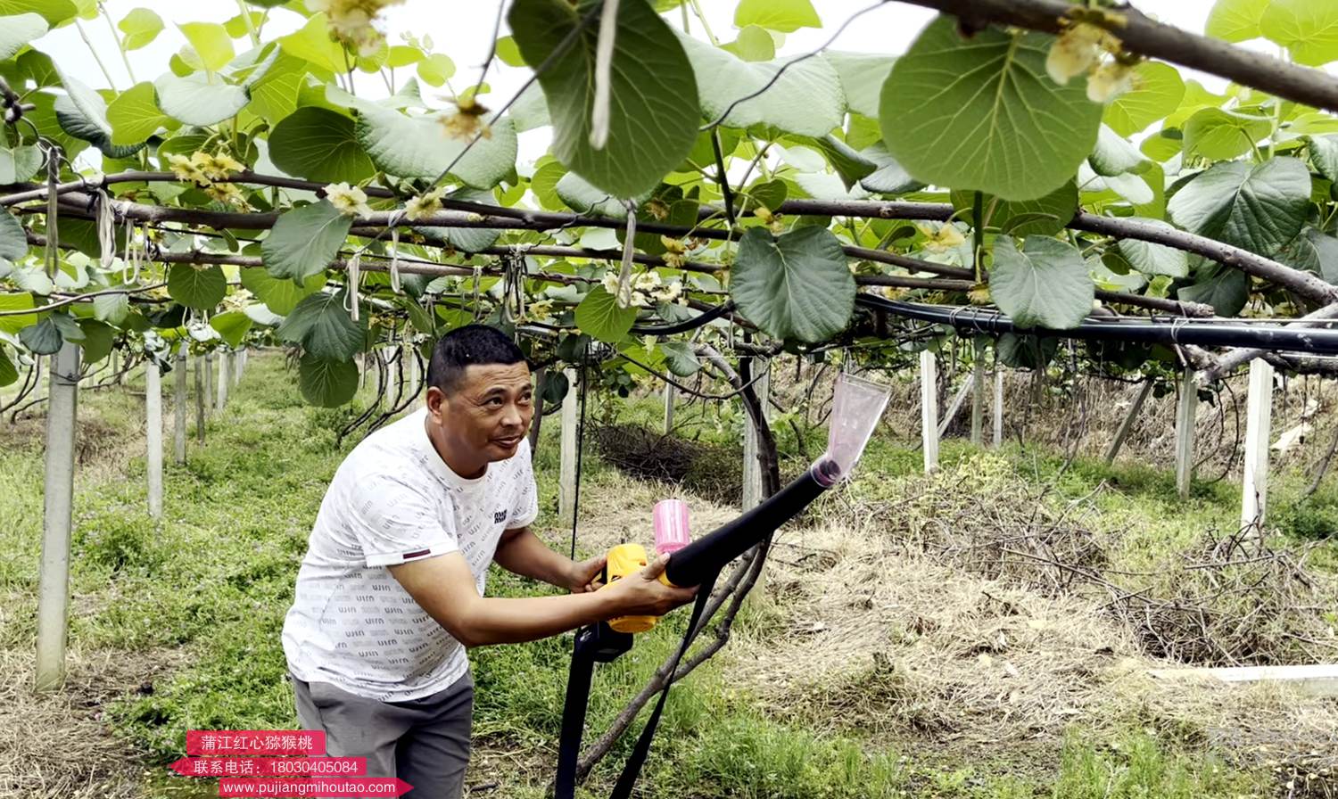 使用新型鼓風(fēng)式獼猴桃電動授粉機