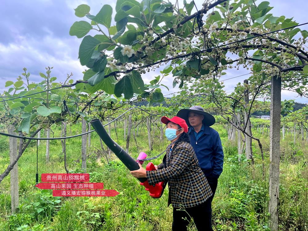 Using a new lithium battery kiwi pollination machine
