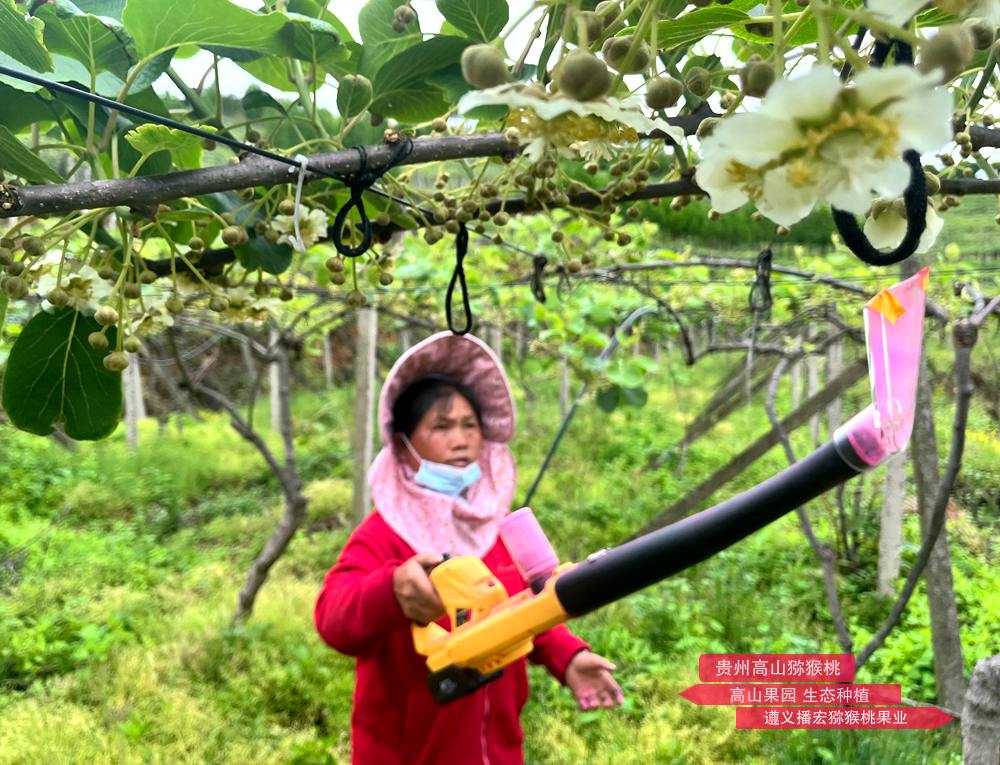 Using a new lithium battery kiwi pollination machine