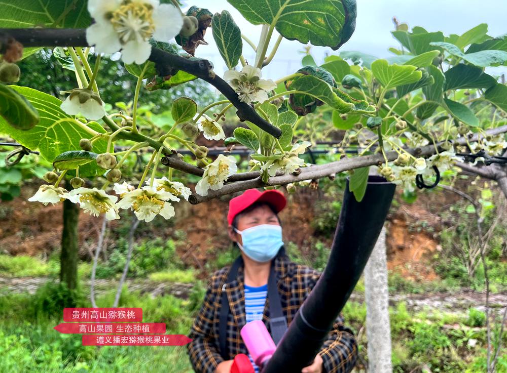 使用新型鋰電池獼猴桃授粉機