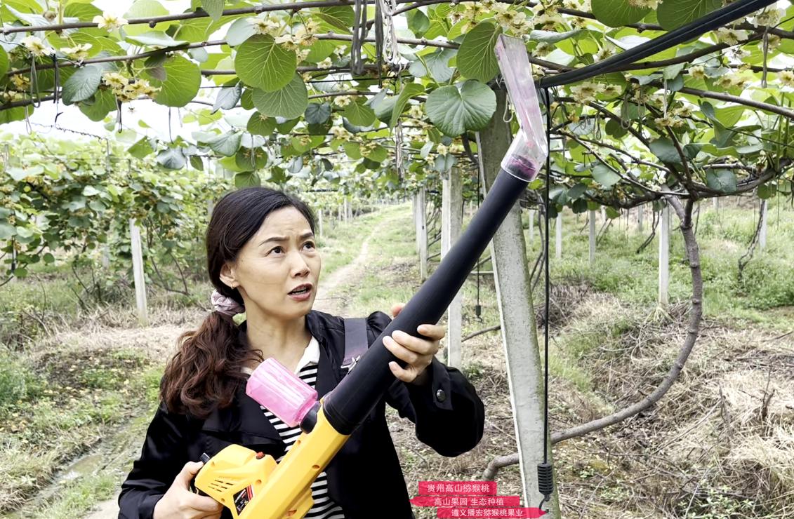 Pollinate kiwifruit