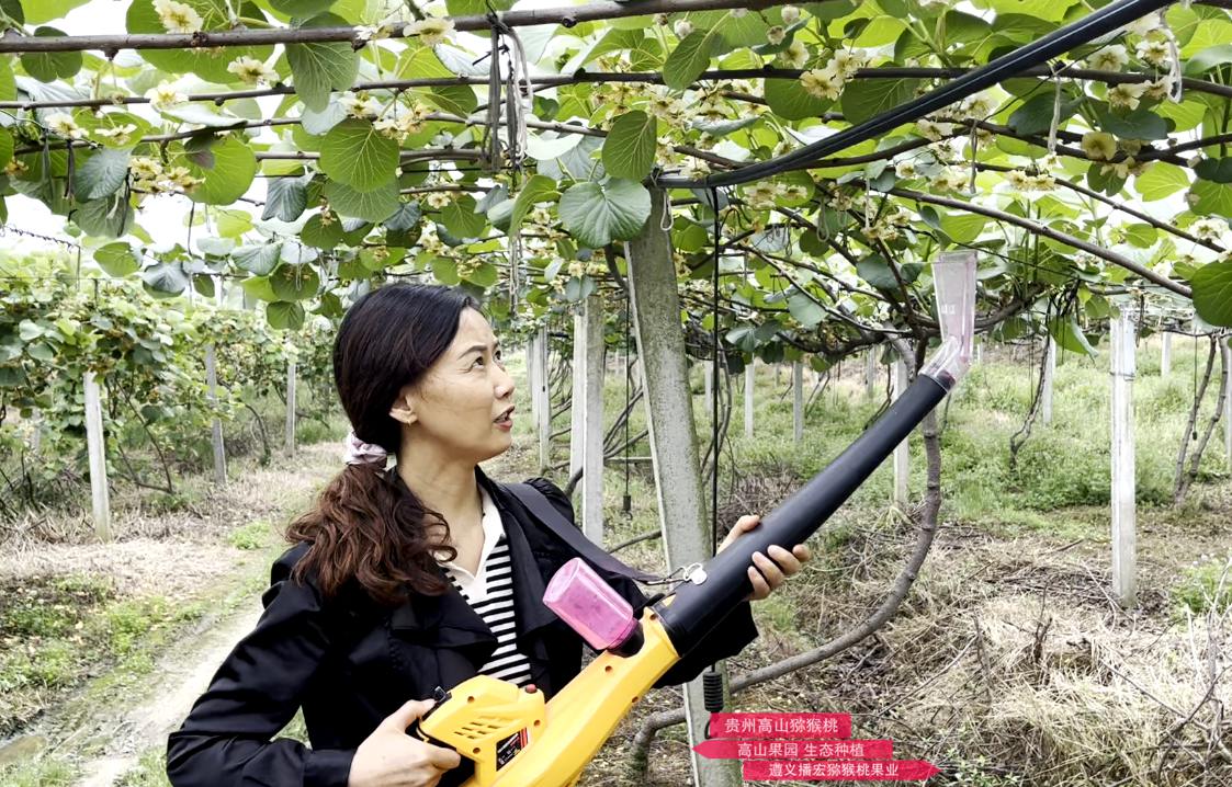 Pollinate kiwifruit