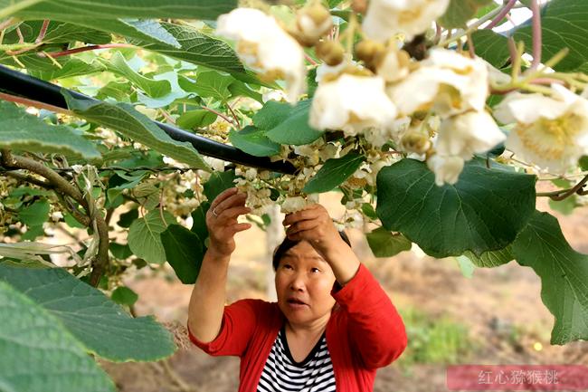 picking kiwi flowers