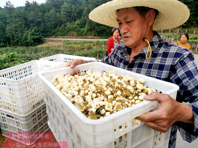 陽(yáng)光金果G3獼猴桃花粉