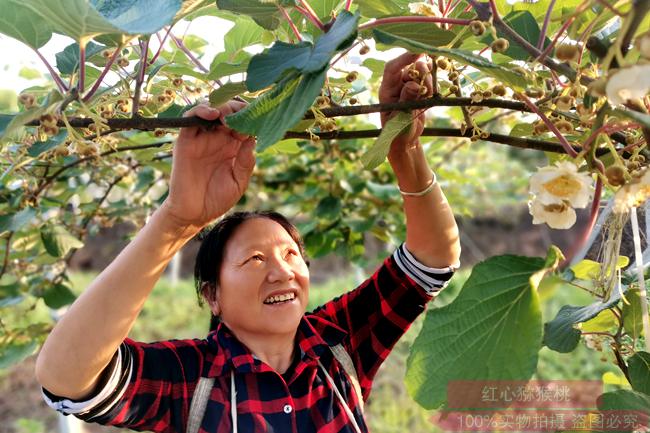 picking kiwi flowers