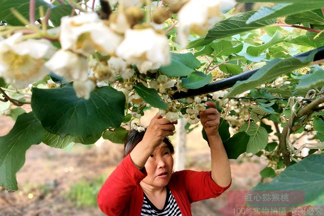 picking kiwi flowers