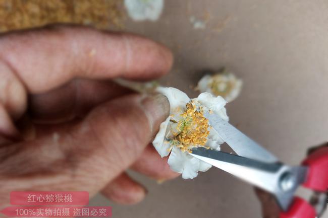 翠香獼猴桃花粉