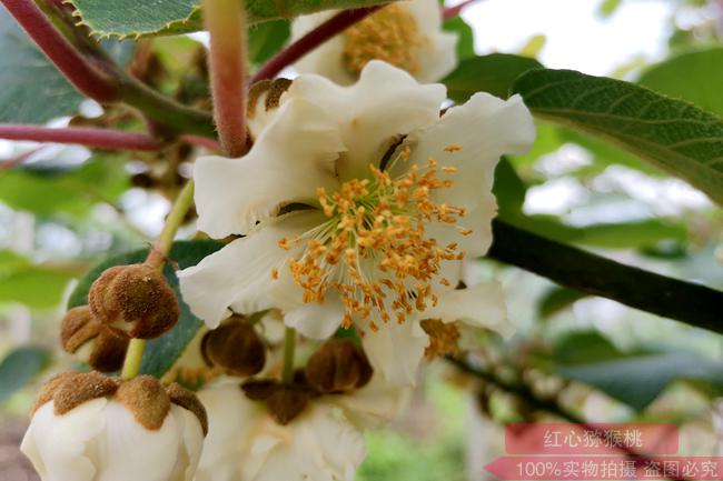 獼猴桃花粉價(jià)格多少錢一克