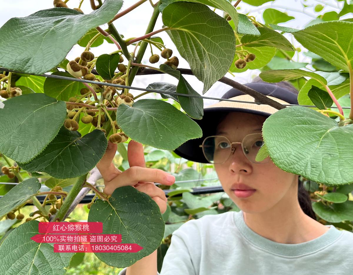 正在采摘獼猴桃雄花的女孩
