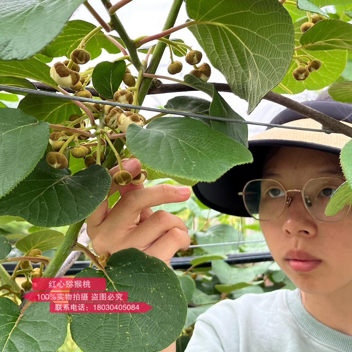 The girl picking kiwifruit male flowers