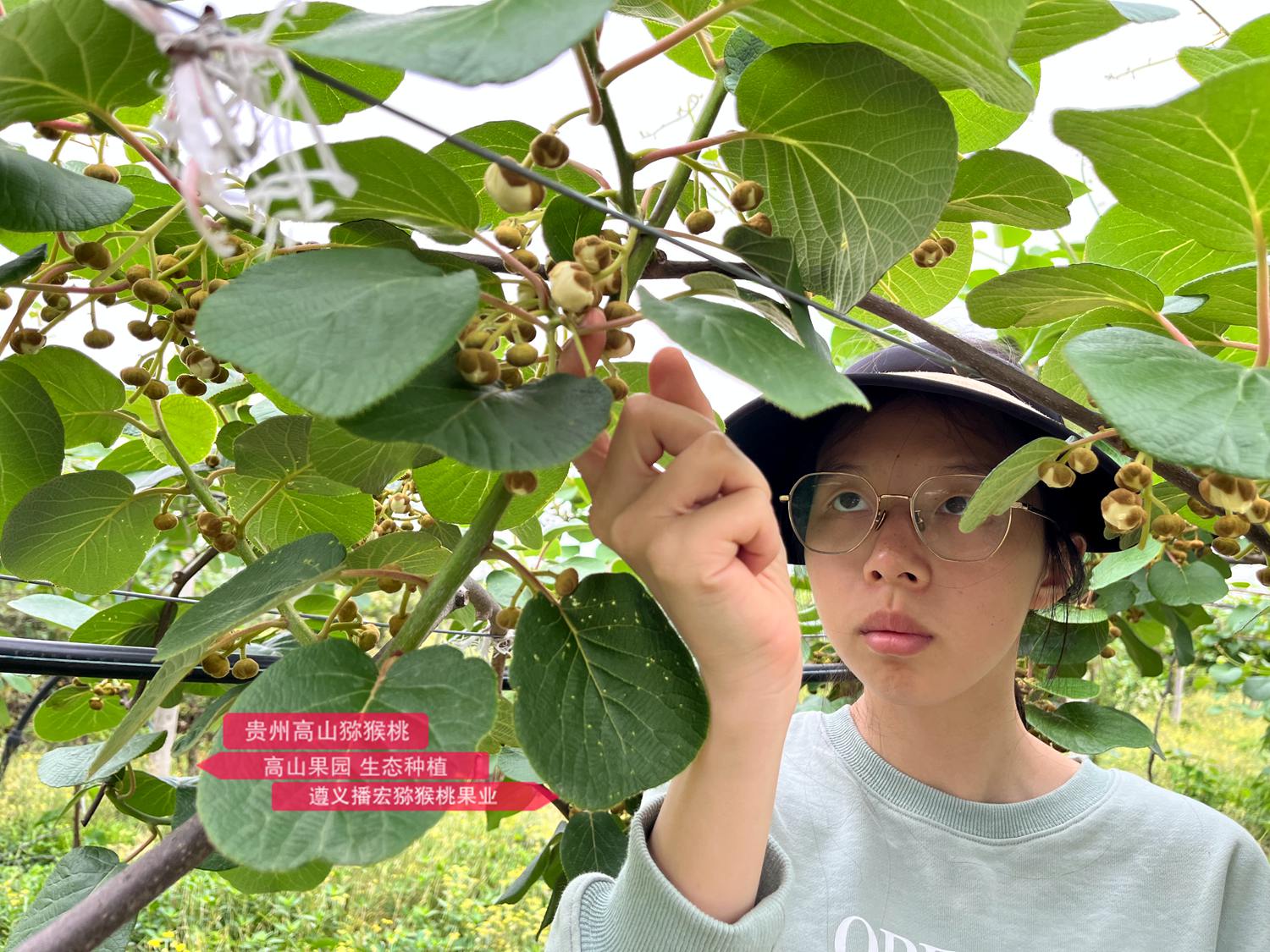 The girl picking kiwifruit male flowers