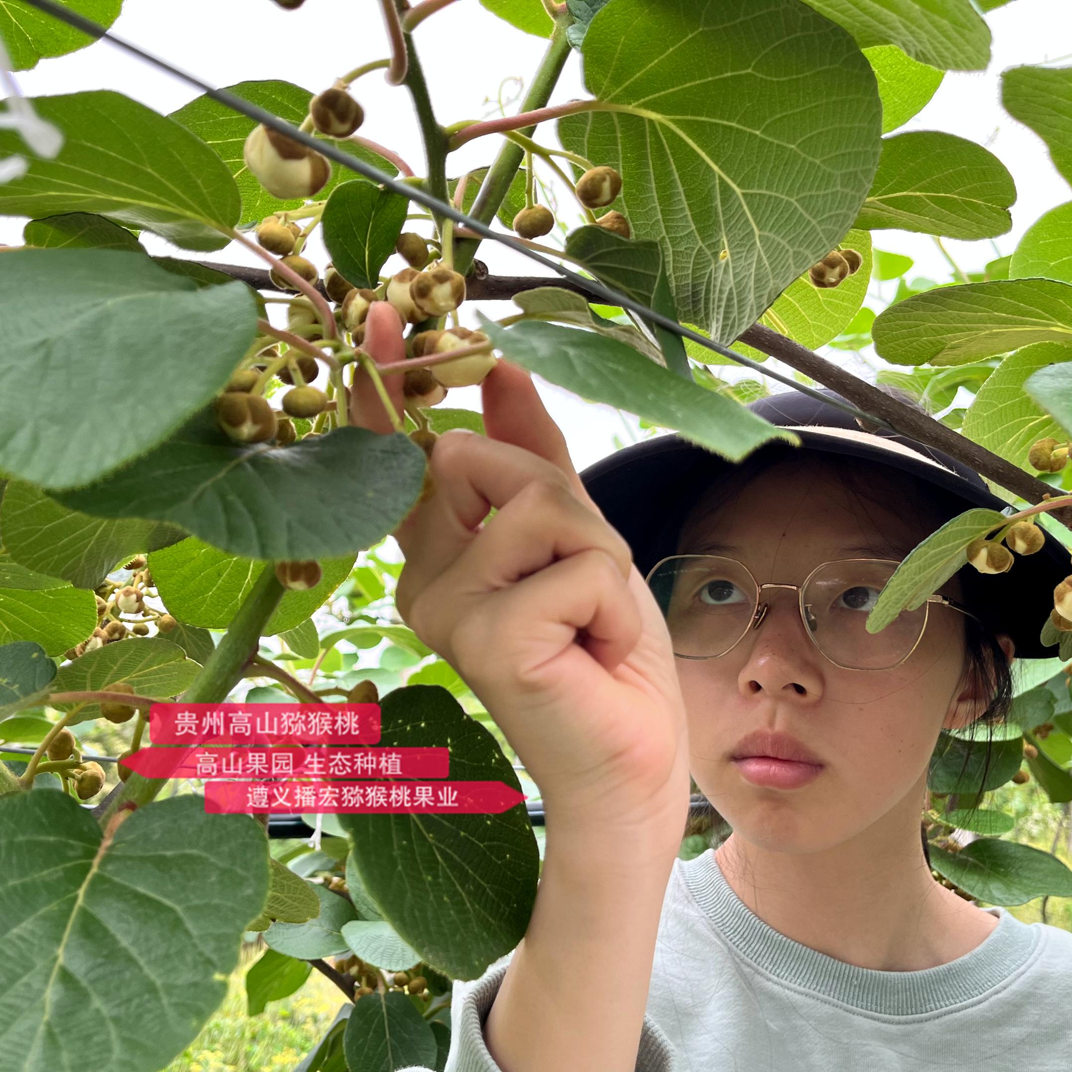 The girl picking kiwifruit male flowers