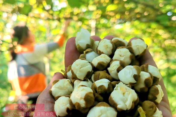 The highest quality kiwi male flower buds The highest quality kiwi male flower buds