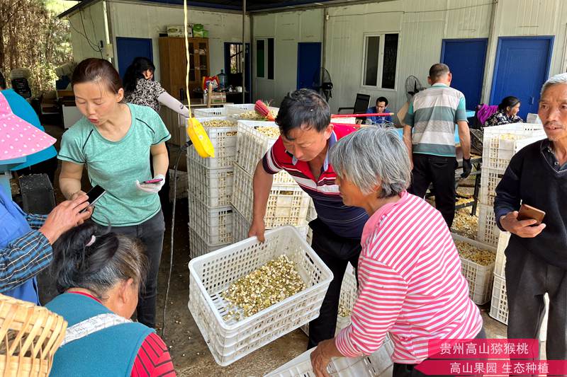 獼猴桃鮮花收購