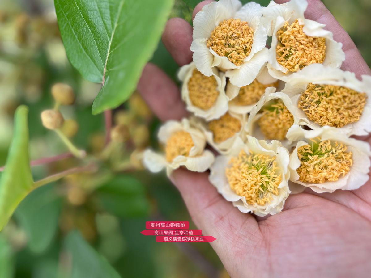 Kiwifruit male flowers