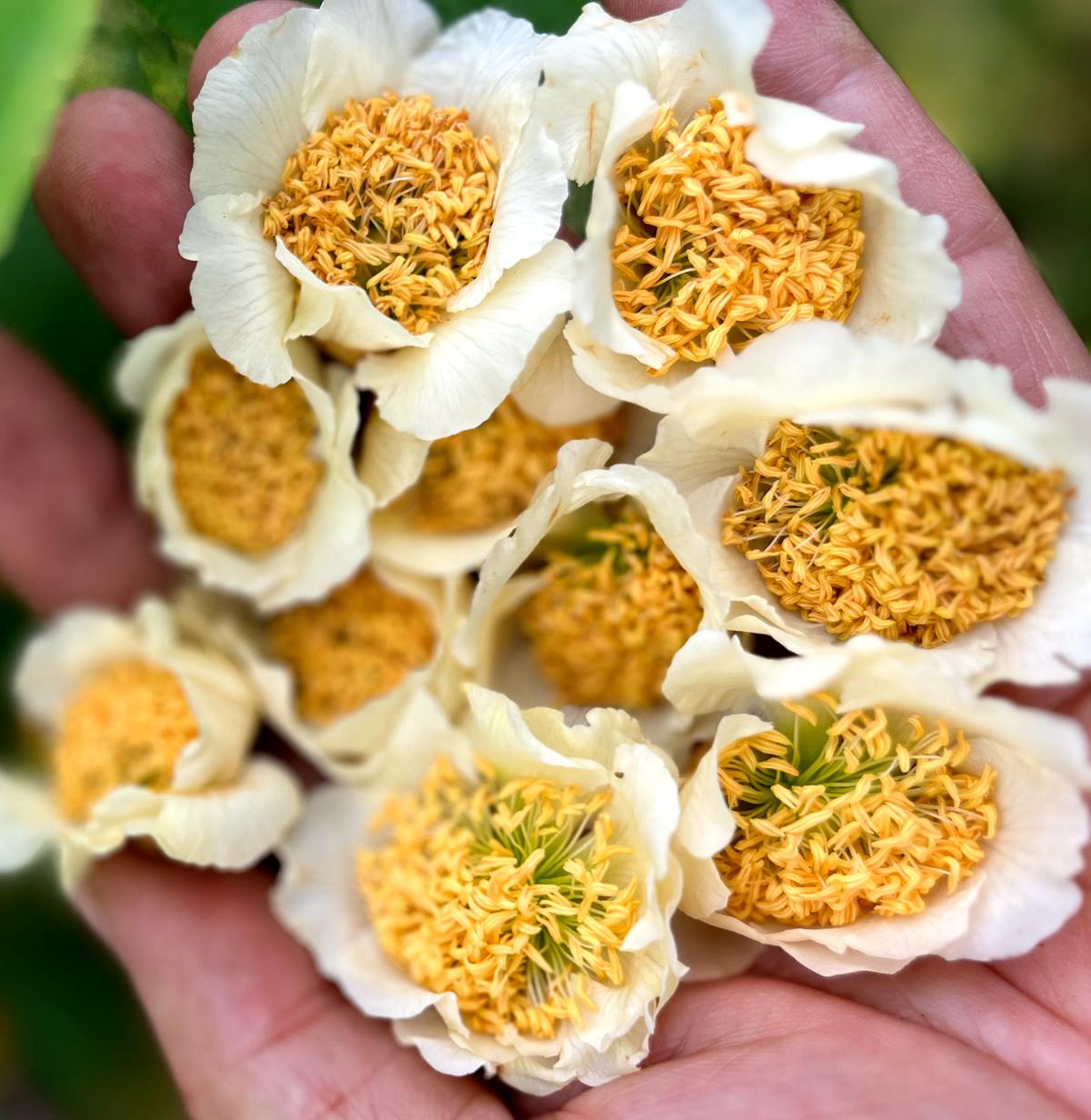 Kiwifruit male flowers