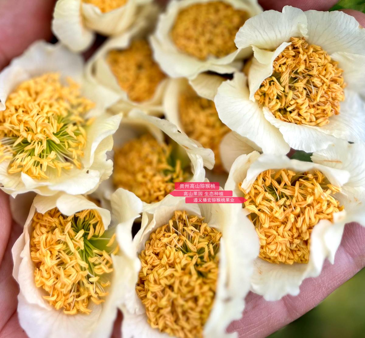 Kiwifruit male flowers
