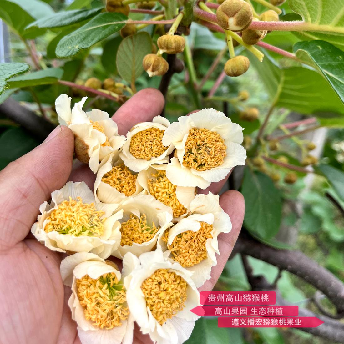 這種獼猴桃公花生產(chǎn)的花粉活性最高