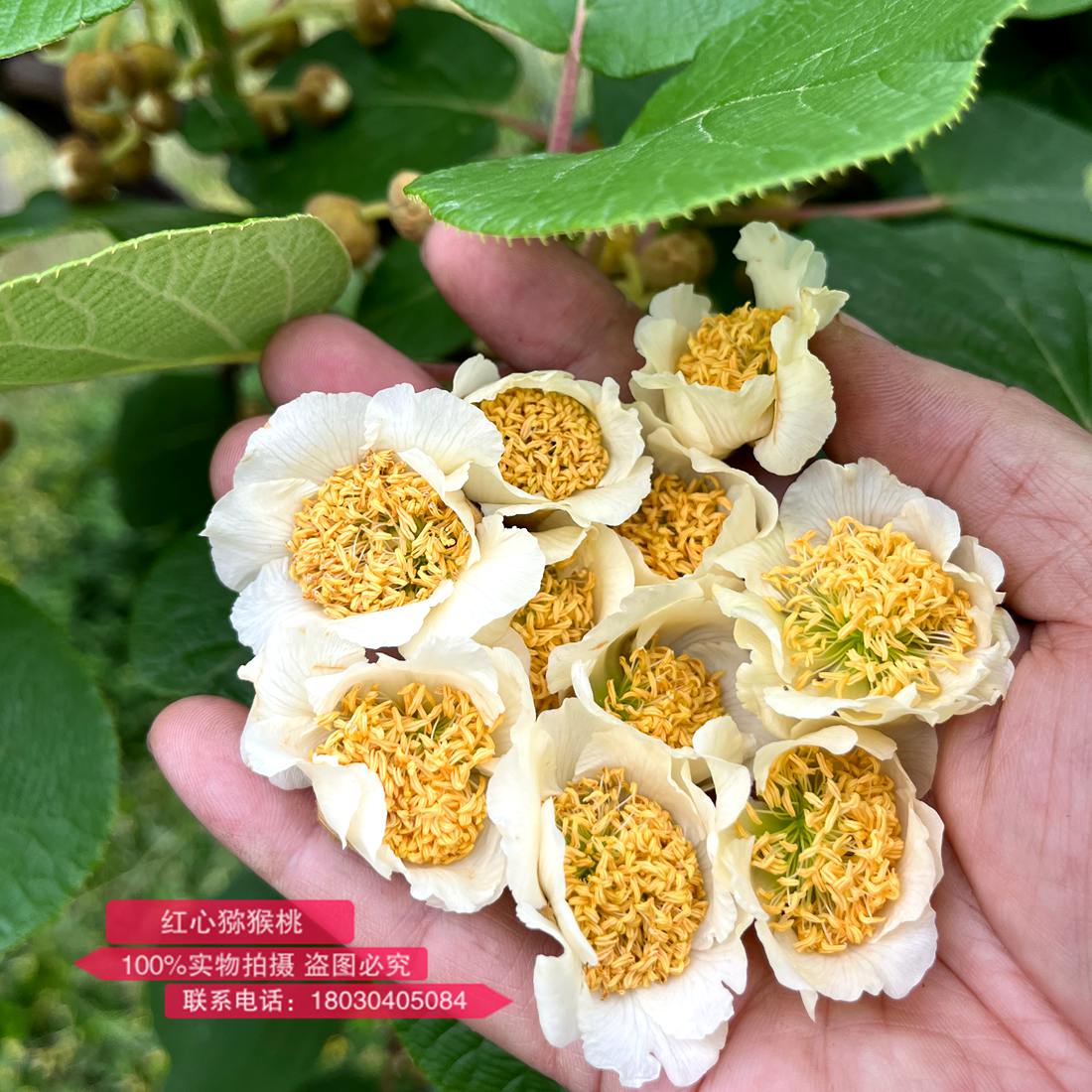 The highest quality kiwi male flower buds