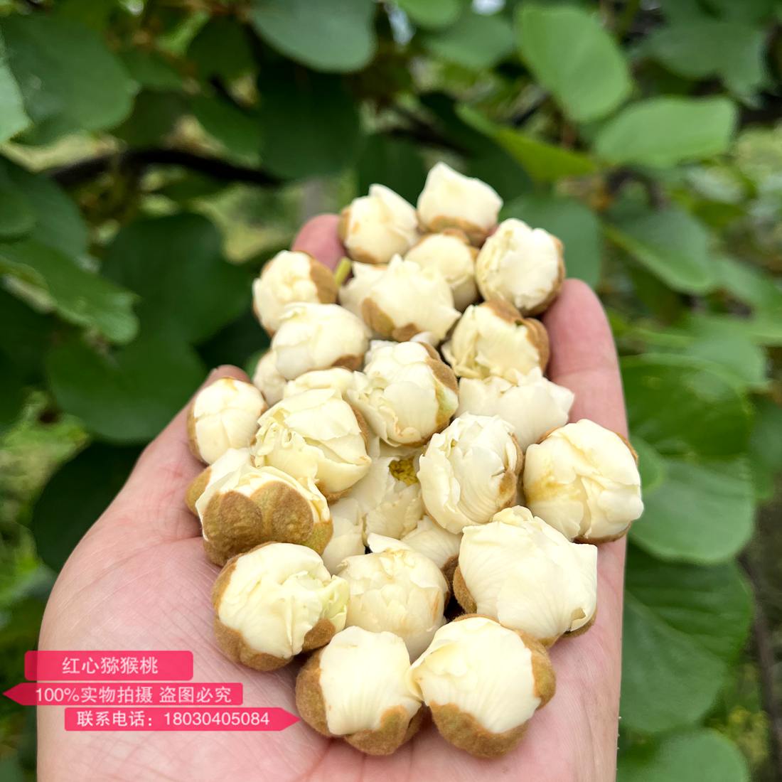 最高質(zhì)量的獼猴桃公花花蕾