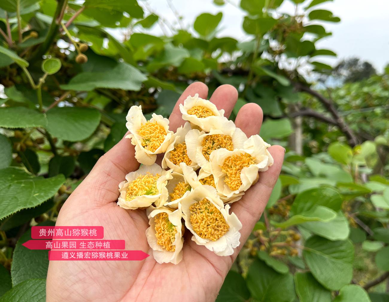 The highest quality kiwi male flower buds