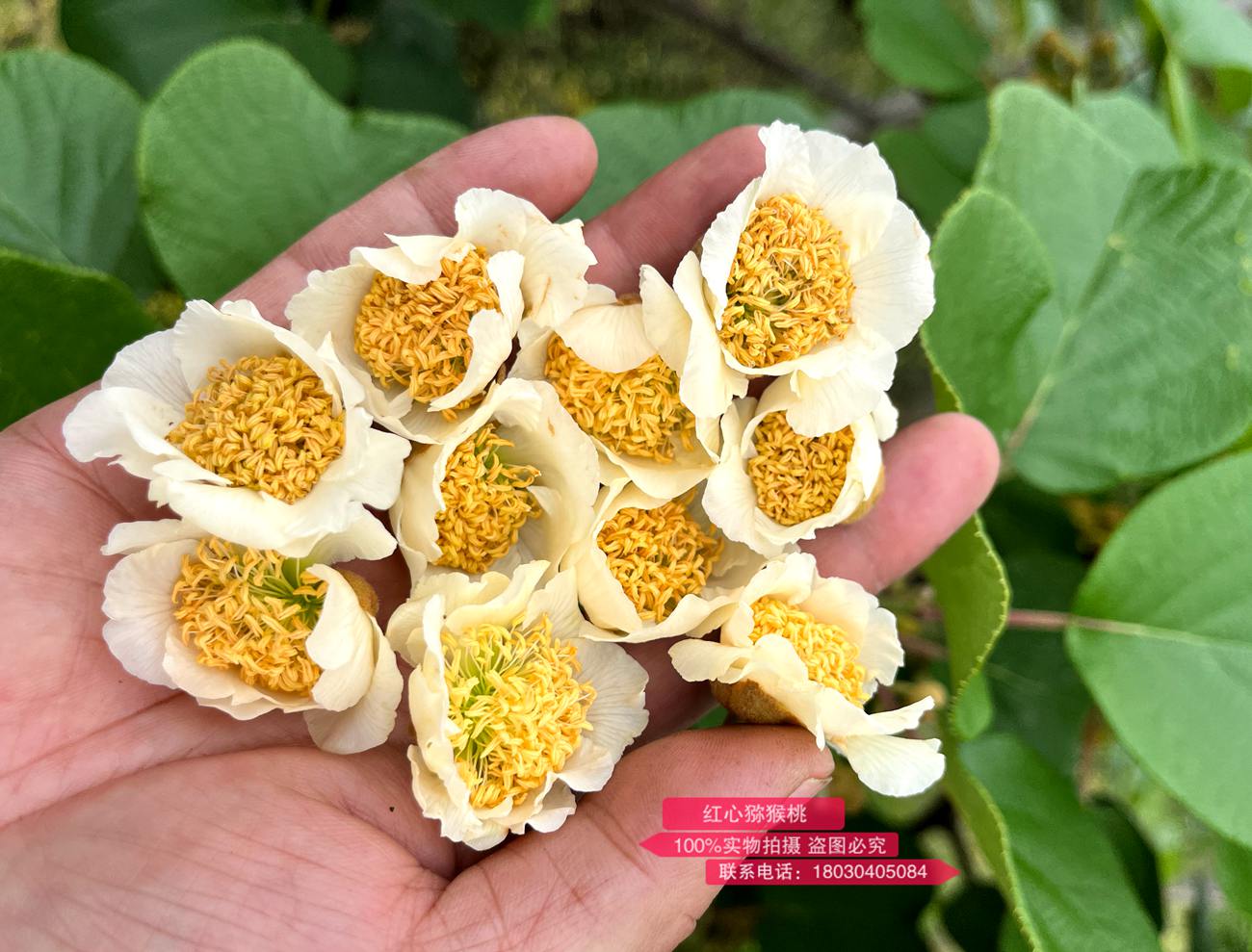 優(yōu)質(zhì)的高倍體獼猴桃公花