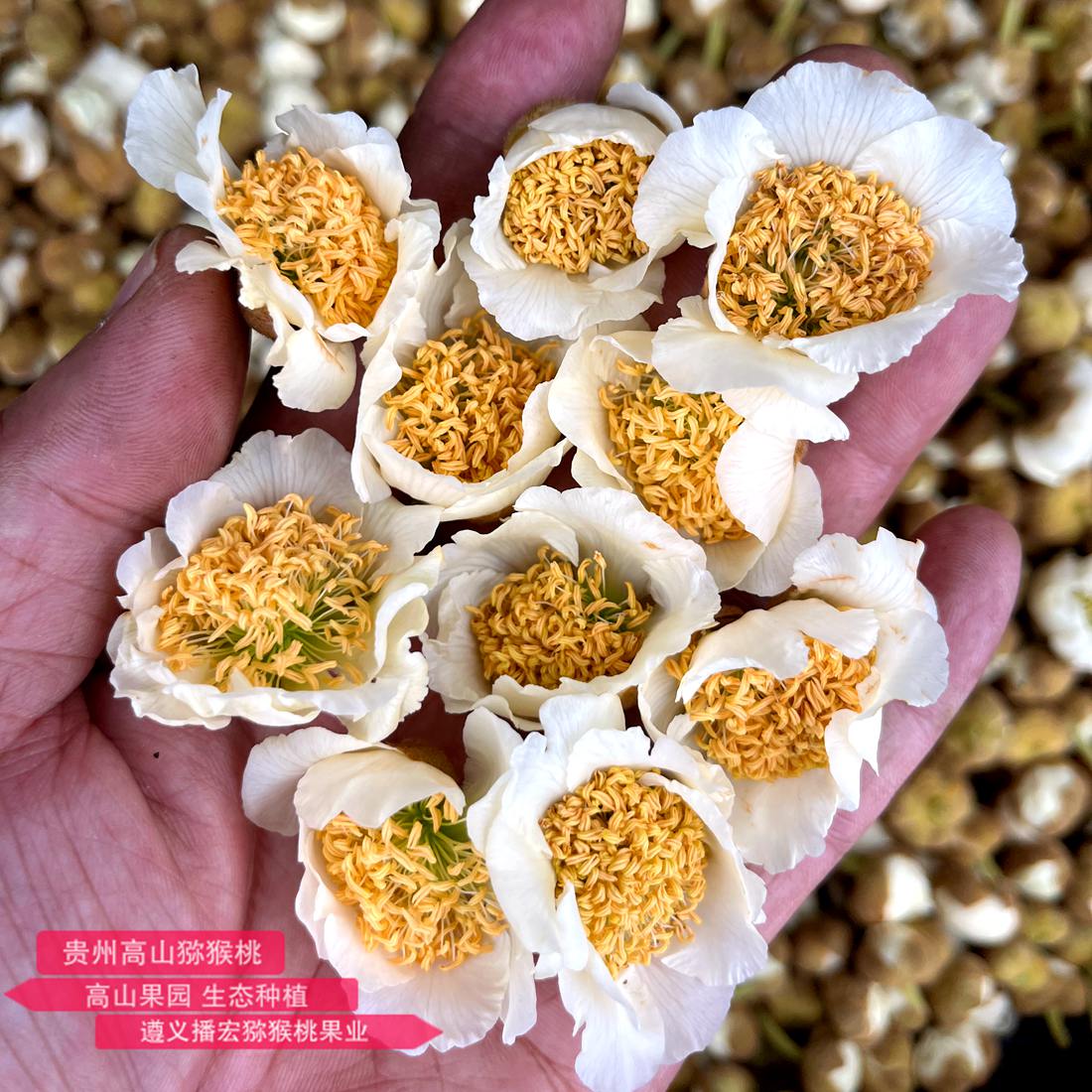 High quality polyploid kiwifruit flowers