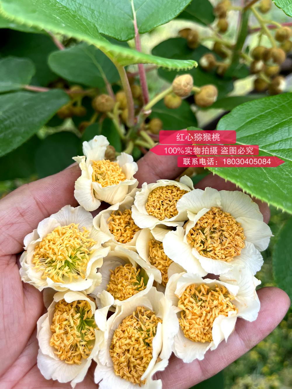 This kiwifruit male flower produces the highest pollen activity
