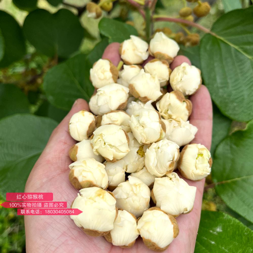 The highest quality kiwi male flower buds
