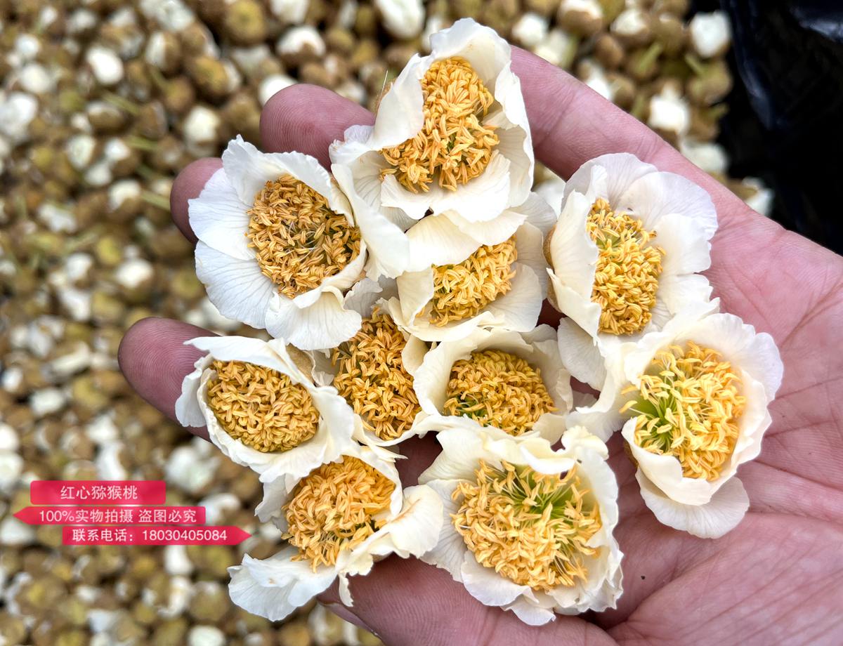 優(yōu)質(zhì)的高倍體獼猴桃公花